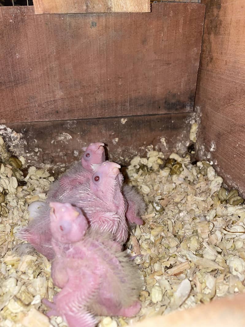 Cocktail chicks 1