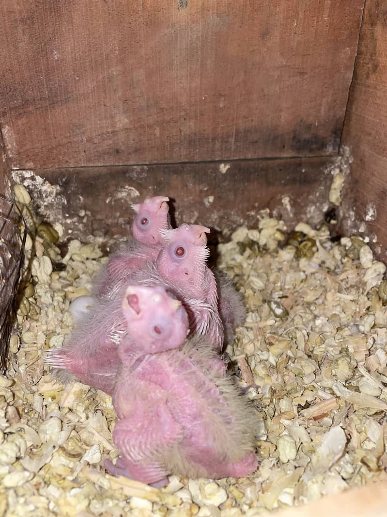 Cocktail chicks 2