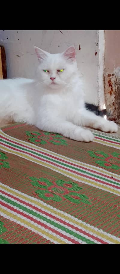 femalem cat sale