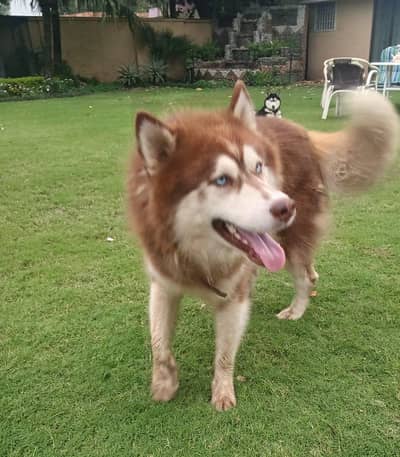 siberianhusky doublecoat friendly active breeder heavy bone