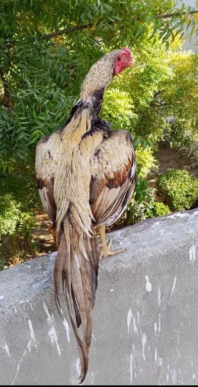 shajara male for sale 03103759121 whatsapp number