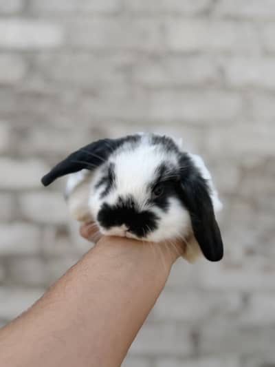 Holland lop bunnies