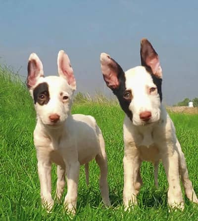 Kuwaiti gulteer male female for sale