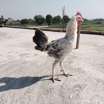 Pure Golden Misri Murgh/Active & Healthy Home Raised Roasters