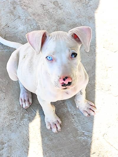 pure gultair male dog gultar گلٹیر۔ گلٹریا۔ Gulteria puppy