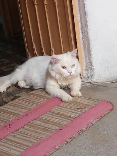 ODD EYES MALE PERSIAN CAT FOR SALE
