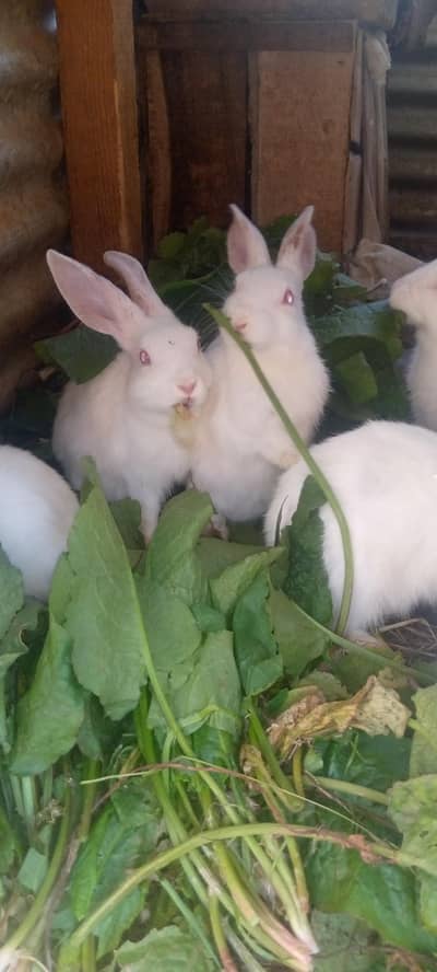 white Red Eye Rabbit bunny