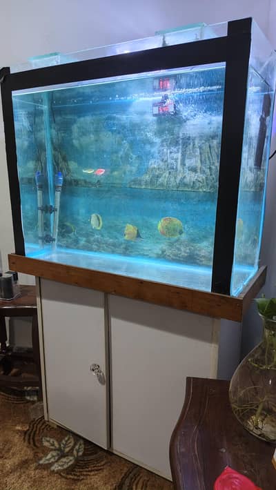 Fish Aquarium with fish and accessories