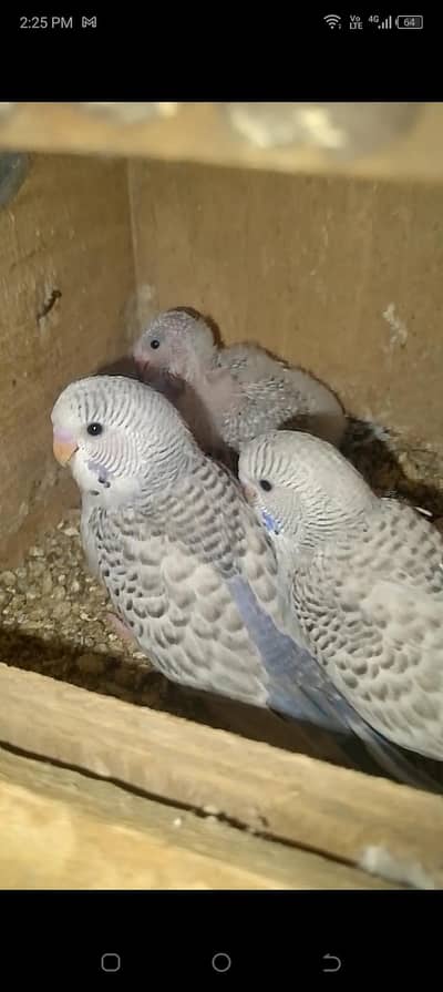 undersize male or tcb female breeder