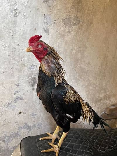 aseel  murga for sale