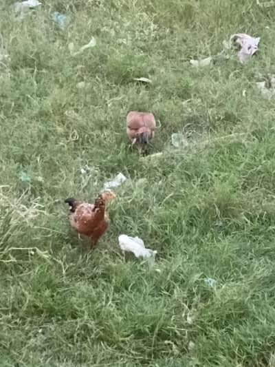 hens sales