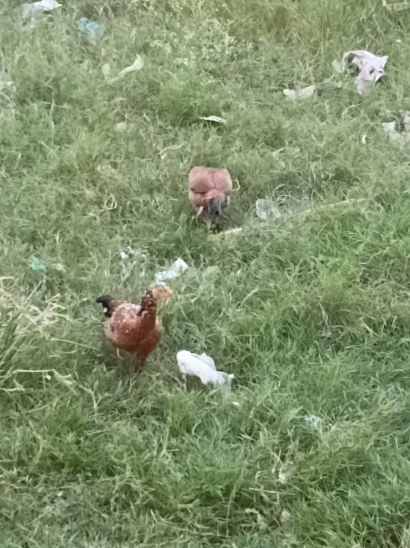 hens sales 0
