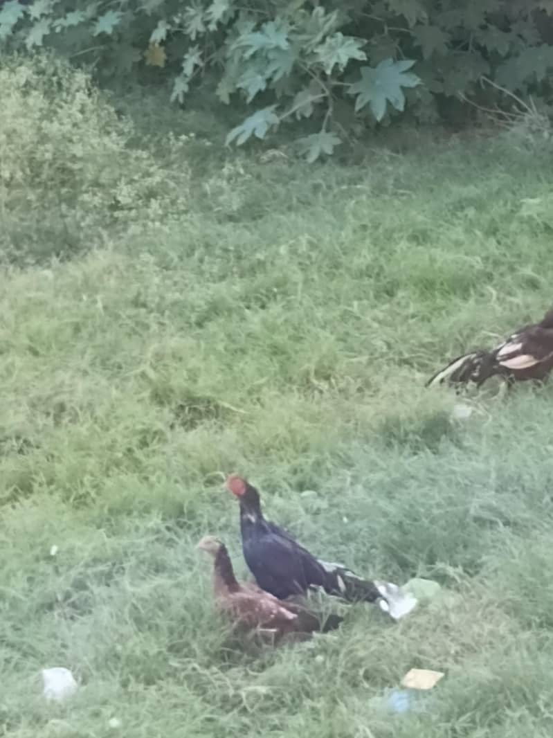 hens sales 1