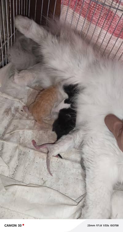 persian cat our kitten s.