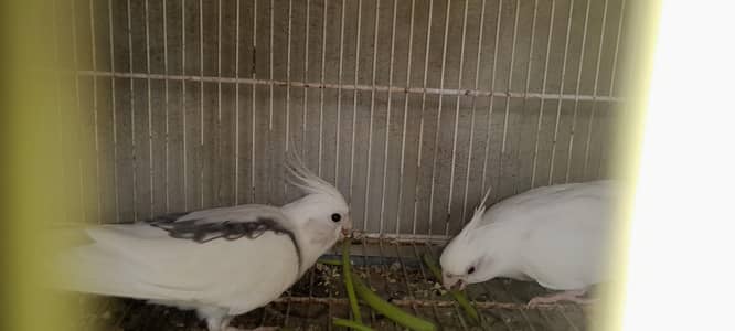 Viped to spotted cocktail pair