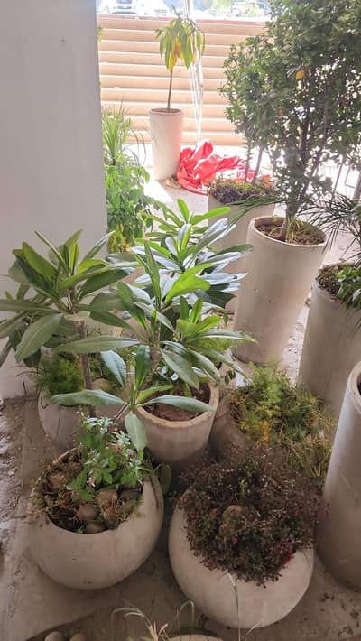 Restaurant outdoor Plants For Sale