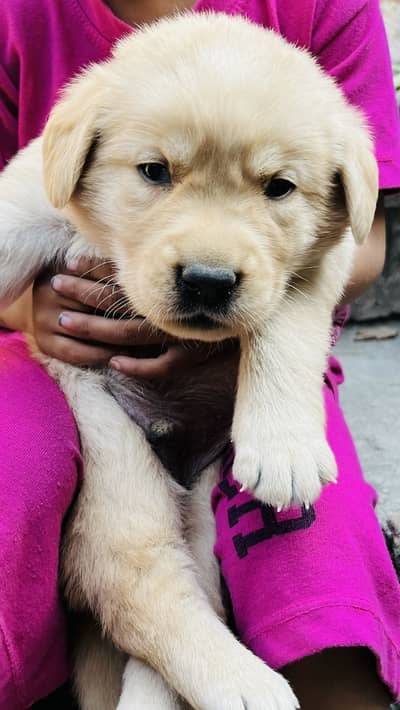 Golden retriever puppies for sale