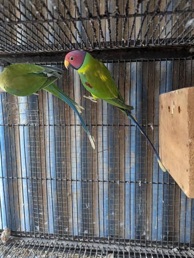 3 Plumheads for sale
