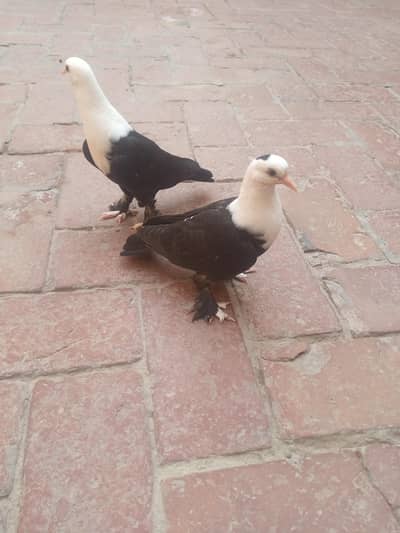 Jet Black Karbalai Chick Pair 0302-6574443