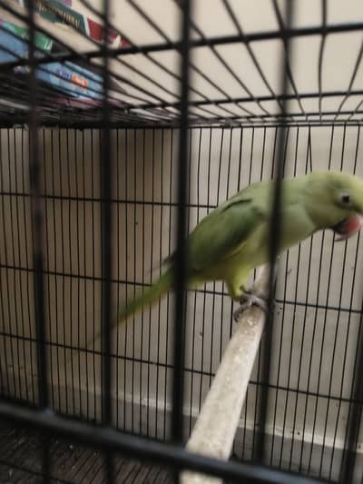 8 month talking parrot  for sale