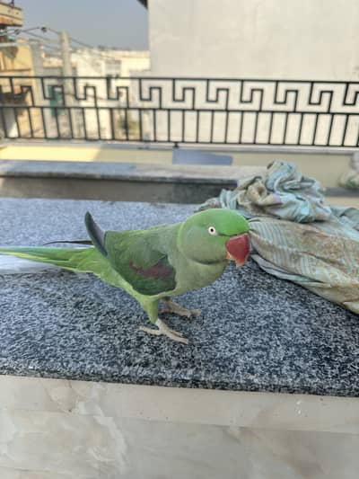 Raw parrot