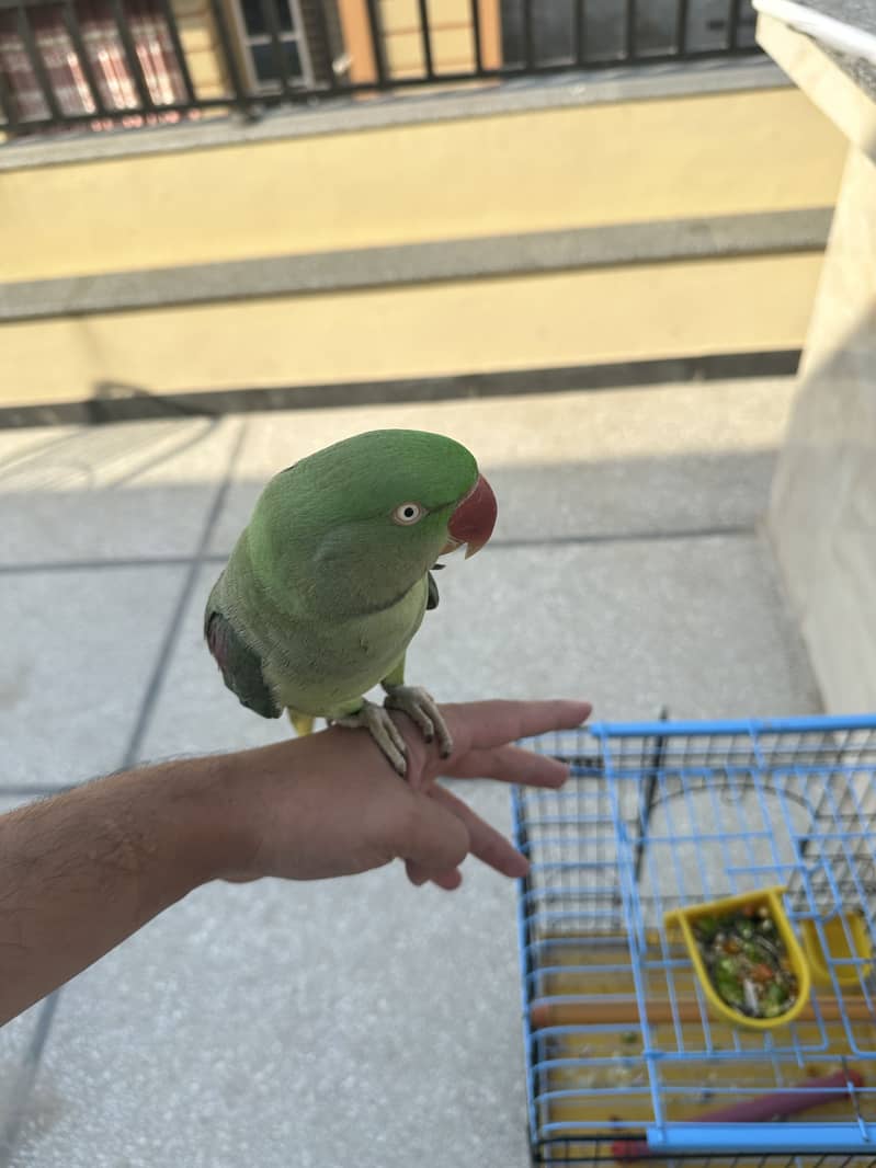 Raw parrot 1