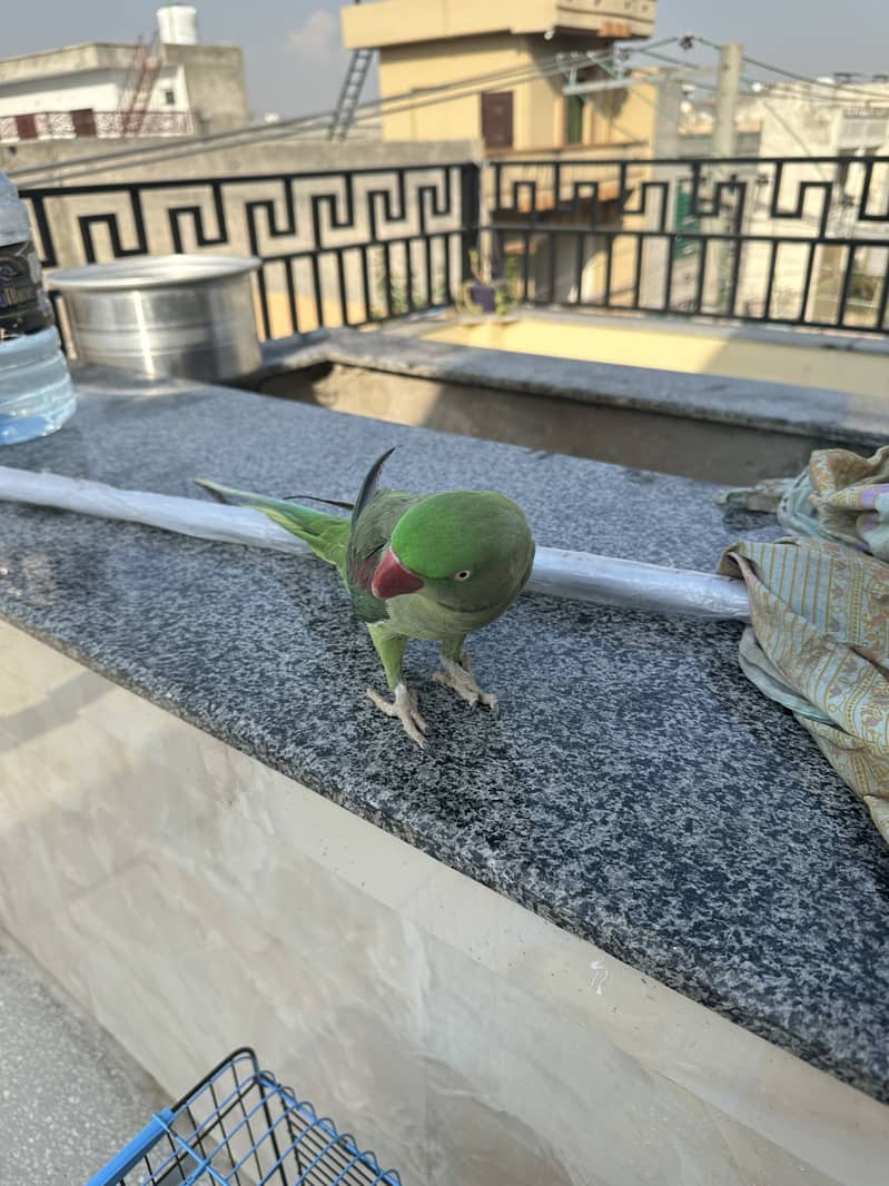 Raw parrot 2