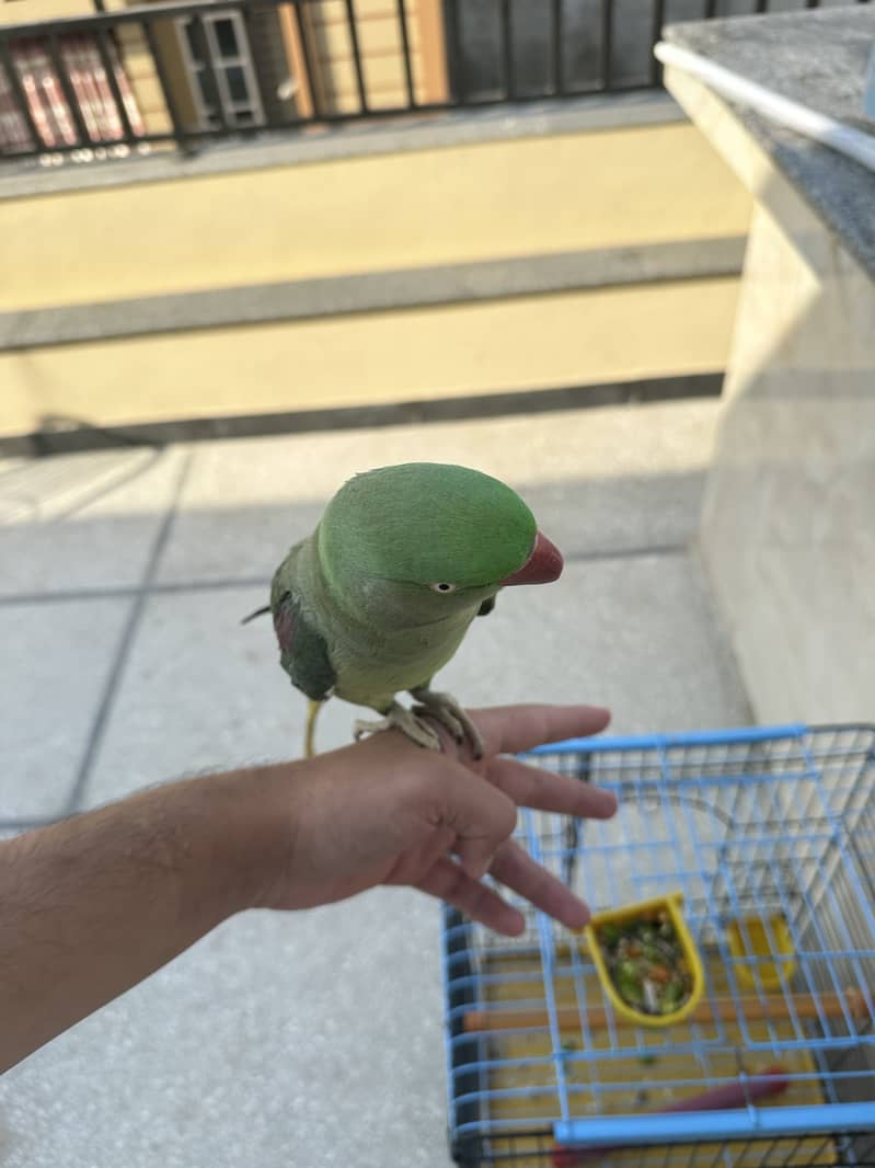 Raw parrot 3