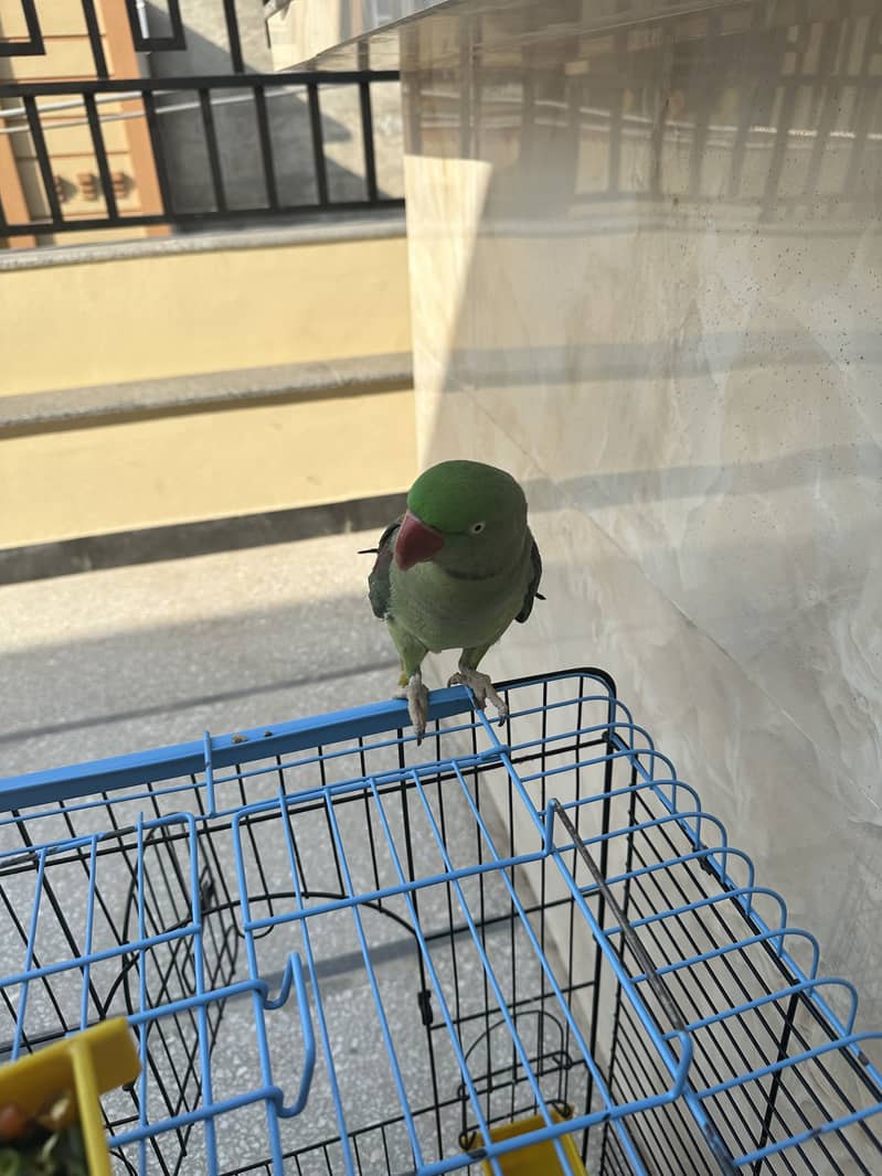 Raw parrot 4