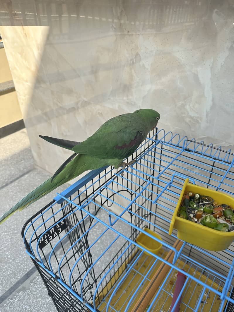 Raw parrot 5