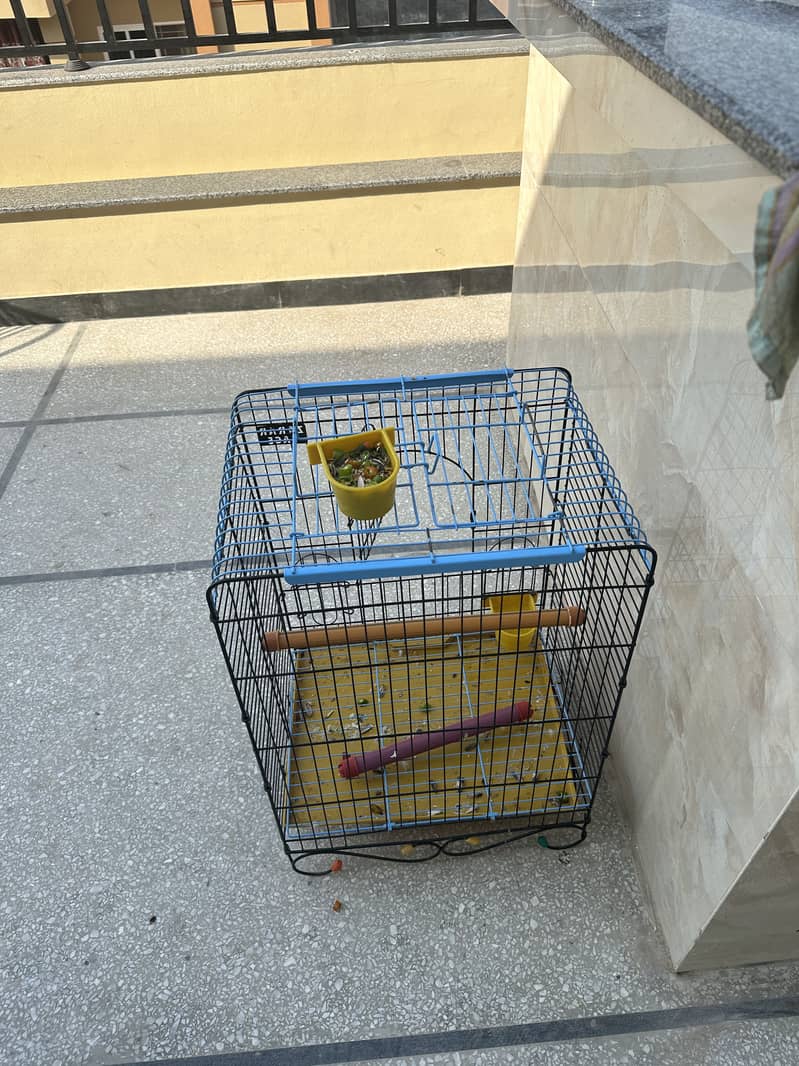 Raw parrot 6