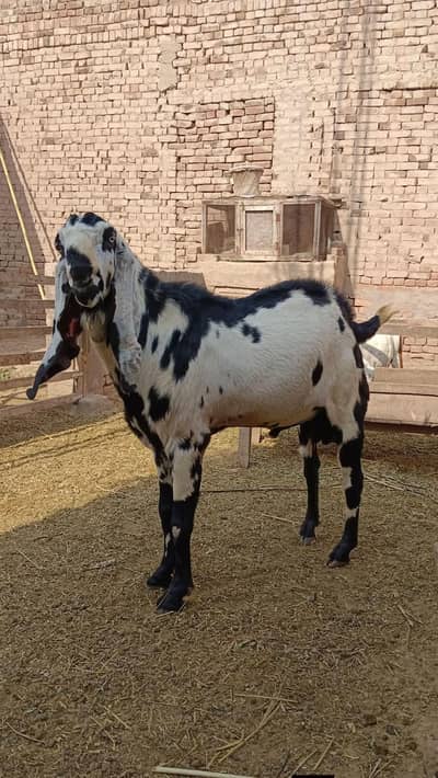 breeder bakra