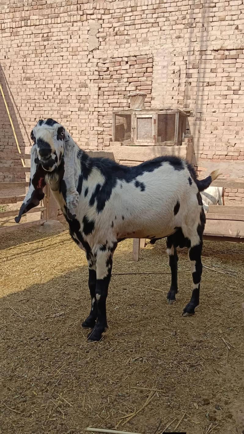 breeder bakra 0
