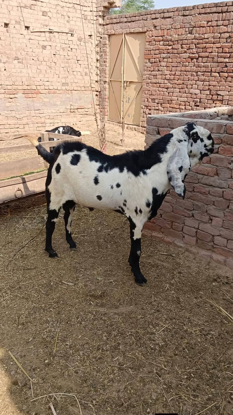 breeder bakra 1