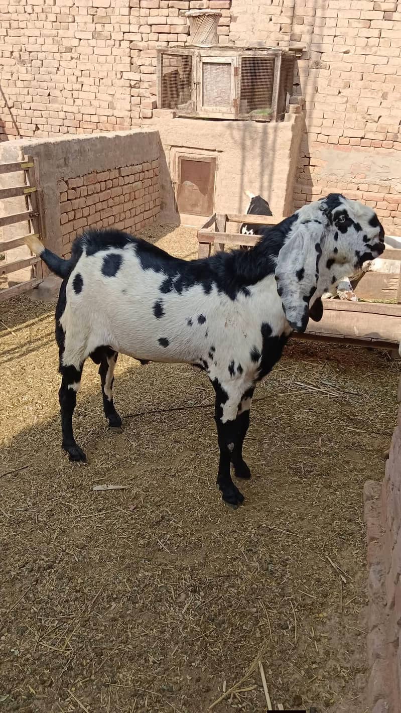 breeder bakra 2