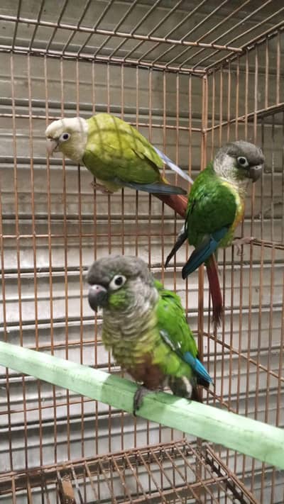 Green chick conure tame piece 1 male 2 female 3tame he