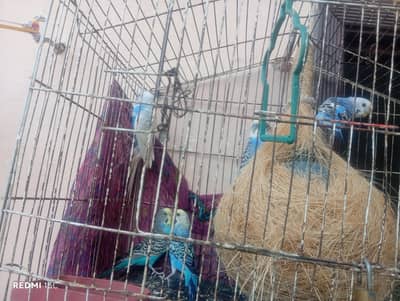 5 parrots sale isb