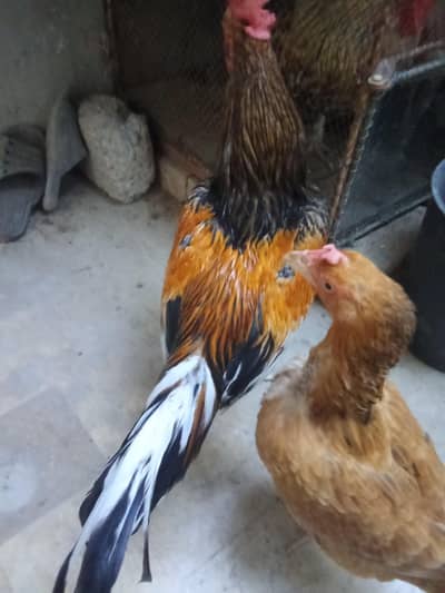 peela Sindhi Aseel murgha murghi for sale