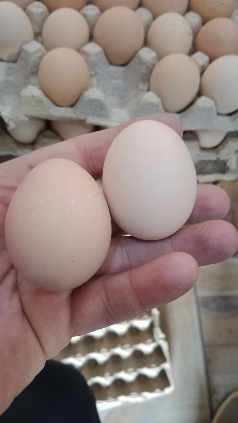 Desi egg 3