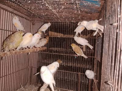 all canary colour 03222609254
