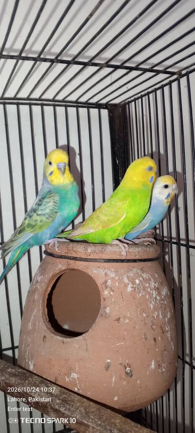 Australian birds for sale