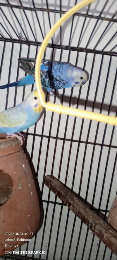Australian birds for sale