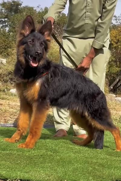 German Shepherd long coat male puppy 4 mahine for sale