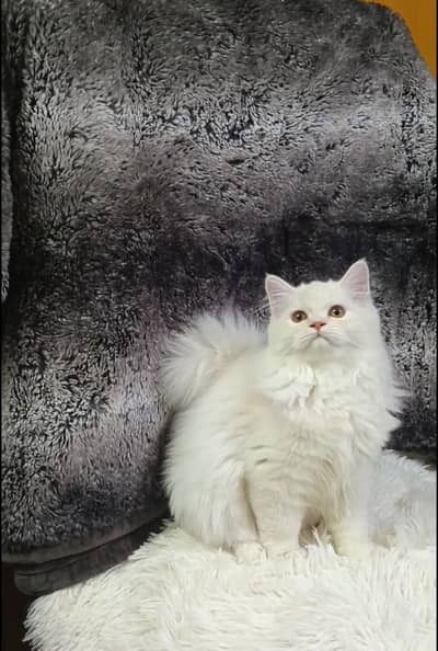persian cat/kitten/triple coat/male/female punch face kitten/ cat