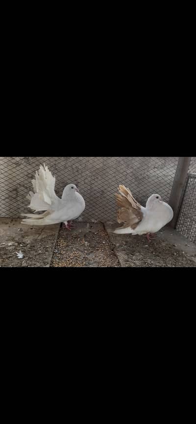 Breeder pair White Mail And Brown Tail Female