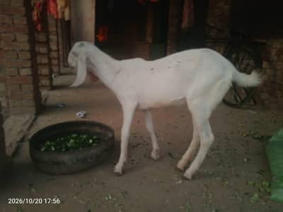rajanpuri path 2 dant