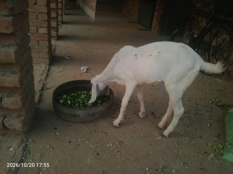 rajanpuri path 2 dant 1