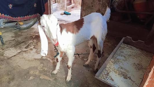 bkra balri pair for sale