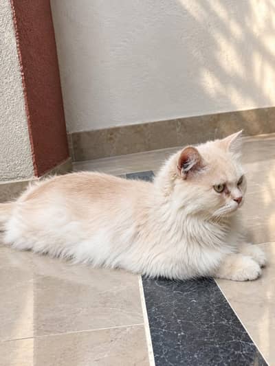 Beautiful Proven Breeder Female Persian Cat (Triple Coat)