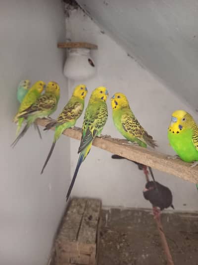 Budgies 8 pc for sale